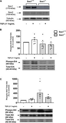 Sos1 Modulates Extracellular Matrix Synthesis, Proliferation, and Migration in Fibroblasts